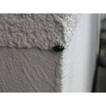 Bug